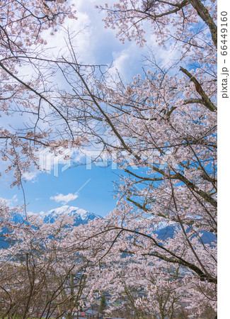 サクラと蓮華岳【大町公園・大町山岳博物館より撮影】 サクラと蓮華岳【大町公園・大町山岳博物館より撮影】 66449160