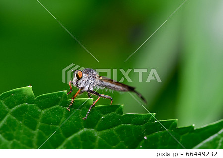 マガリケムシヒキ マガリケムシヒキ 66449232