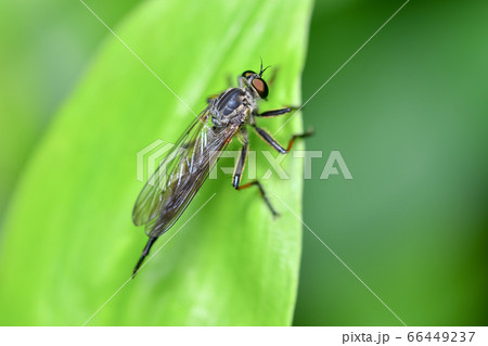 マガリケムシヒキ 66449237