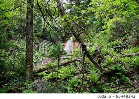 白藤の滝・足寄町 66449242