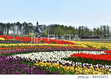 チューリップ畑とチャペル 66450455