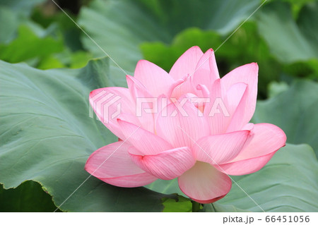 夏の花 紅蓮花の写真素材