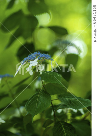 アジサイと緑のBokeh 66451159