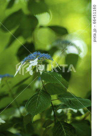 アジサイと緑のBokeh 66451160