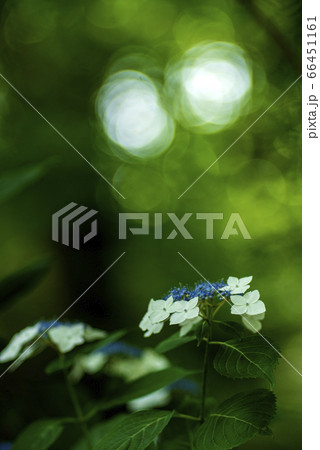 アジサイと緑のBokeh 66451161