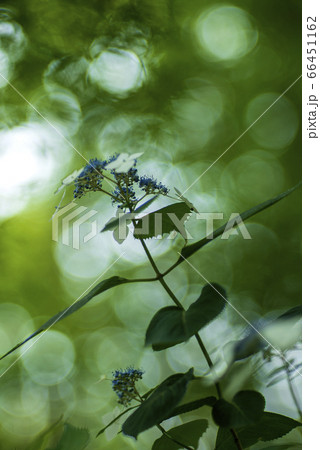 アジサイと緑のBokeh 66451162