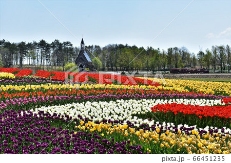 高原に咲くチャペルとチューリップ畑 66451235