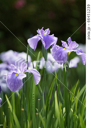 花ショウブ 66451239