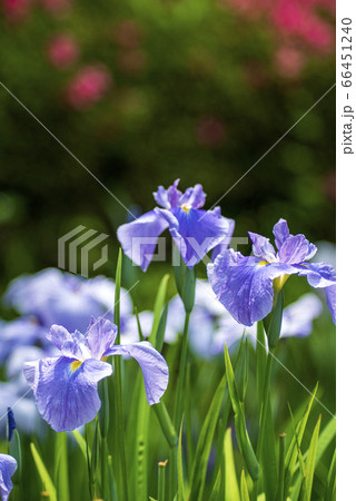 花ショウブ 66451240