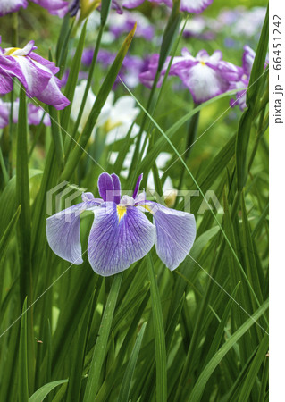 花ショウブ 66451242