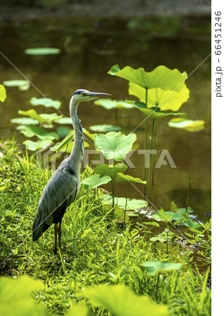 蓮田で獲物を狙うおあさぎ 66451246