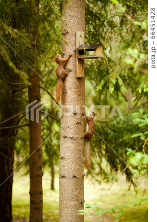 squirrel eats seeds from a bird feeder on a tree 66451428