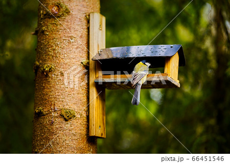 bird eats the grain from the feeder in the summer forest bird eats the grain from the feeder in the summer forest 66451546