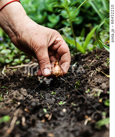 Women's hand sadi in soil-soil flower bulbs. Close-up, Concept of gardening, gardening Women's hand sadi in soil-soil flower bulbs. Close-up, Concept of gardening, gardening 66452210