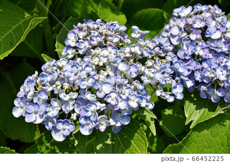 ウズアジサイ(渦紫陽花) ウズアジサイ(渦紫陽花) 66452225
