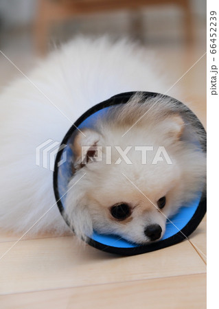 手術後にエリザベスカラーを装着して安静に過ごす愛犬ポメラニアン 66452239