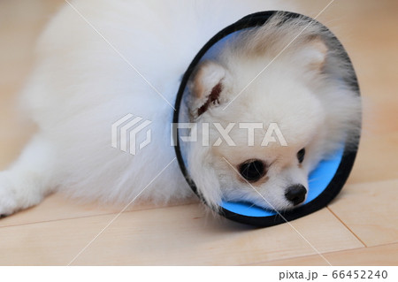 手術後にエリザベスカラーを装着して安静に過ごす愛犬ポメラニアン 手術後にエリザベスカラーを装着して安静に過ごす愛犬ポメラニアン 66452240