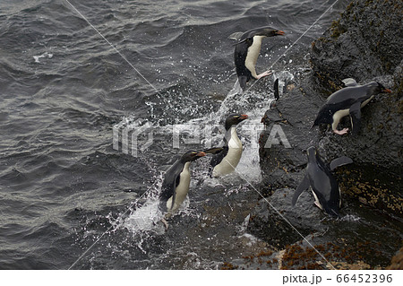 Rockhopper Penguins coming ashore Rockhopper Penguins coming ashore 66452396