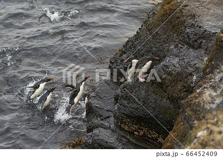 Rockhopper Penguins coming ashore Rockhopper Penguins coming ashore 66452409