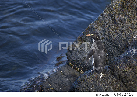Rockhopper Penguins coming ashore Rockhopper Penguins coming ashore 66452416