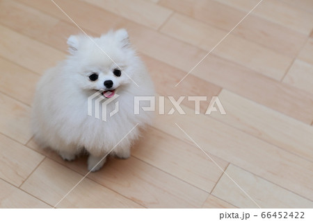 自宅でリラックスする愛犬ポメラニアン 66452422