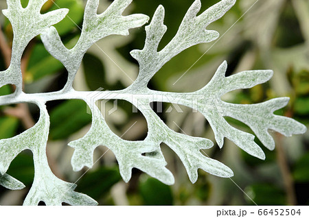 シルバーリーフの定番　シロタエギクのユニークな葉形 66452504