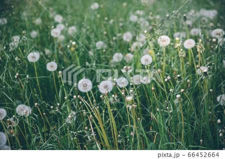 Field of blooming white dandelions with warm light in summer 66452664