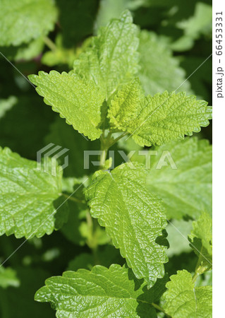 Lemon balm 66453331