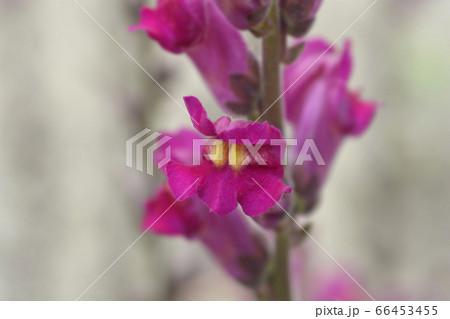 Snapdragon Flame 66453455