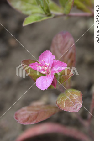 Dwarf evening primrose Glowing Magenta 66453456