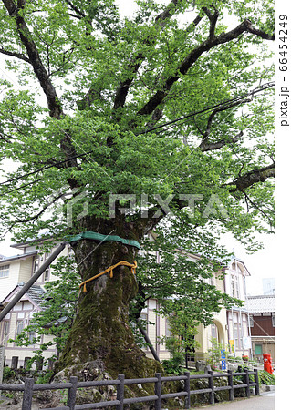 木の根橋（兵庫県 丹波市 柏原 ケヤキ） 66454249