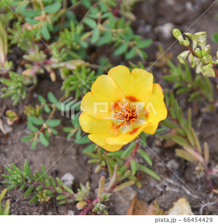 Colorful portulak flowers bloom in summer garden 66454429