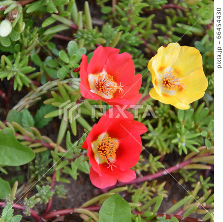 Colorful portulak flowers bloom in summer garden 66454430