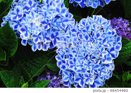 アジサイ　ブルー 66454460