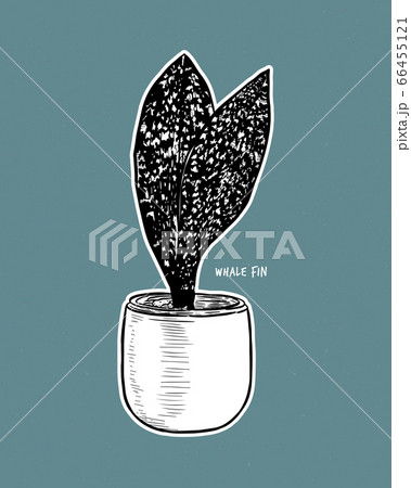 Sansevieria Masoniana - Whale Fin Snake 66455121