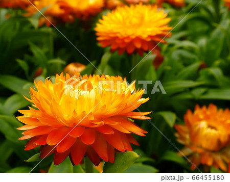 黄色いヘリクリサムの花の写真素材