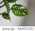 葉 白 白色 66455291