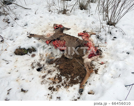 deer torn wolves, deer torn wolves, 66456010