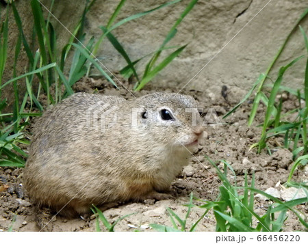European ground squirrel European ground squirrel 66456220