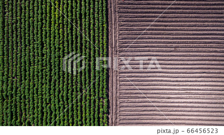 Aerial view rows of soil before planting. 66456523