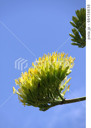 アオノリュウゼツラン６ 66456636