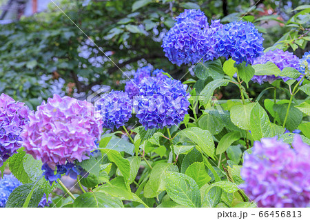 長谷寺の新緑とあじさいの写真素材