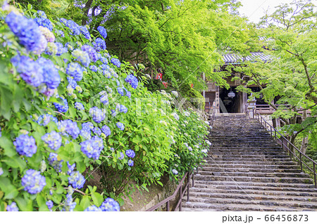 長谷寺の新緑とあじさい 長谷寺の新緑とあじさい 66456873