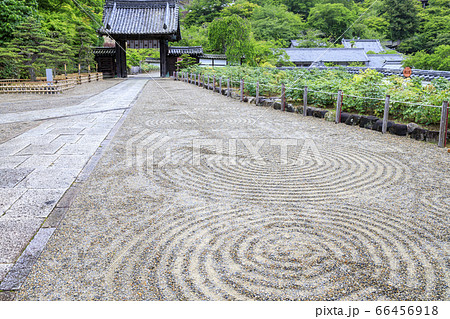 長谷寺の新緑とあじさい 66456918