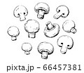 old vintage champignon retro sketch set 66457381