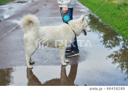 Boy walking a dog on rainy day, white husky with male 66458289
