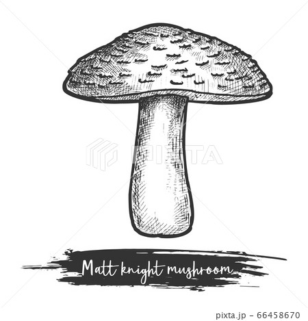 Matt knight mushroom sketch, tricholoma imbricatum vector Matt knight mushroom sketch, tricholoma imbricatum vector 66458670
