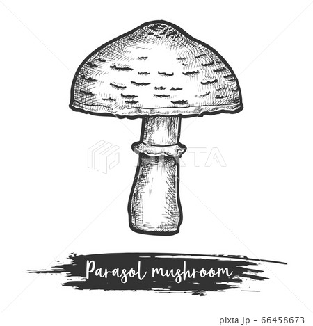 Parasol mushroom vector sketch illustration of vegan food 66458673