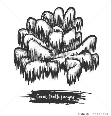 Coral tooth mushroom sketch. Raw wood or forest shroom. 66458693