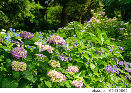 アジサイと新緑 アジサイと新緑 66459862
